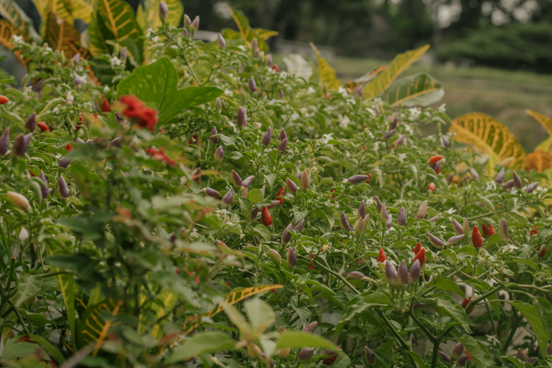 Fresh produce from Agriflare Africa farms