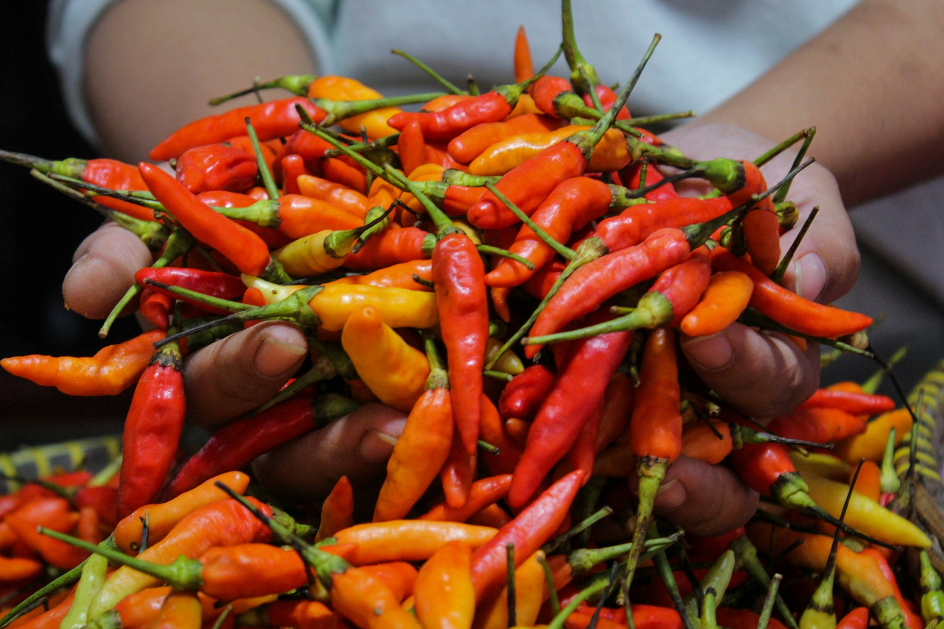 Agriflare Africa farms growing fresh vegetables and produce in Uasin Gishu