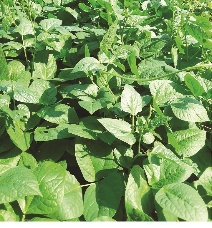 Dried Kunde (Cow Pea) — 100g