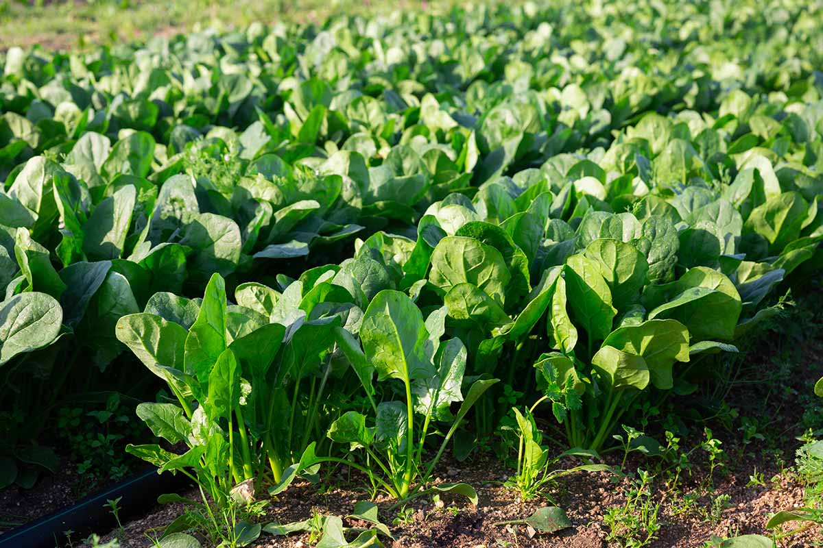 Dried Spinach — 100g